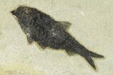 Multiple Fossil Fish (Diplomystus & Knightia) Plate - Wyoming #292364-2